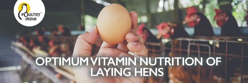 Optimum vitamin nutrition of laying hens