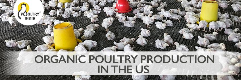 Organic poultry production in the US