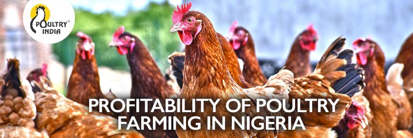 Profitability of poultry farming in Nigeria