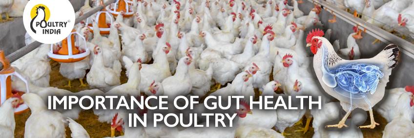 Importance of gut health in poultry
