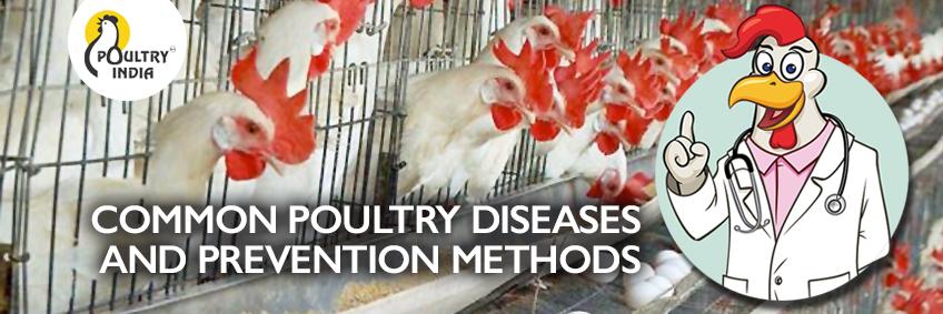 COMMON POULTRY DISEASES AND PREVENTION METHODS