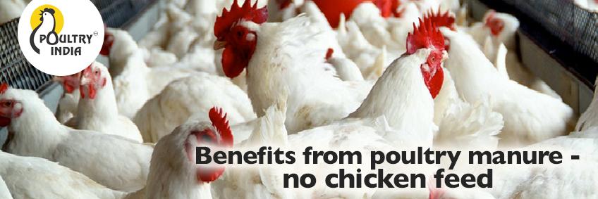 Benefits from poultry manure — no chicken feed