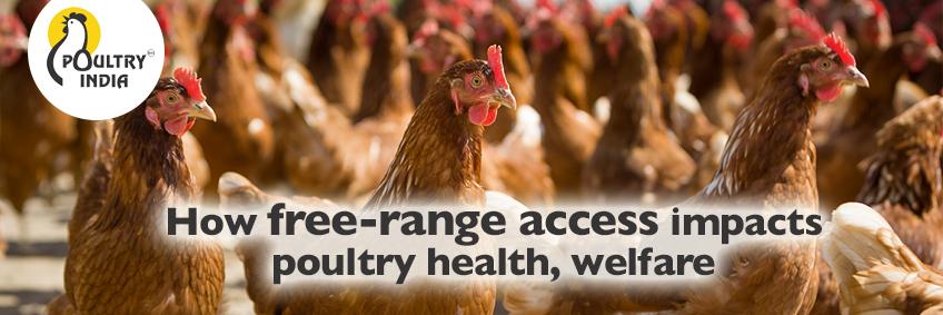 How free-range access impacts poultry health, welfare