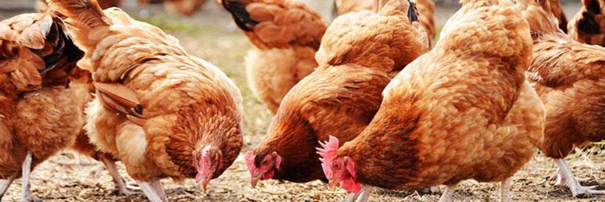 Poultry farming in Kenya – How Leah makes KSh.120,000 per Month