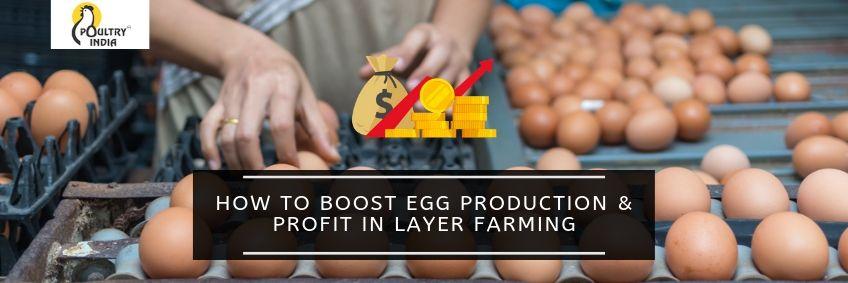 HOW TO BOOST EGG PRODUCTION & PROFIT IN LAYER FARMING
