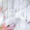 Feed additives to combat wet litter in broilers