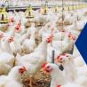 Poultry and the climatic conditions