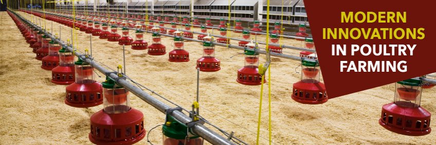 Modern Innovations In Poultry Farming Modern Innovations In Poultry Farming