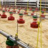 Modern Innovations In Poultry Farming