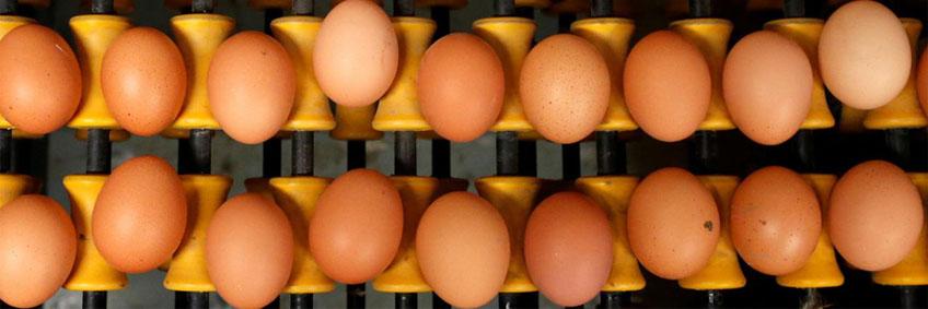 Genetically Modified Chickens Lay Cancer-Fighting Eggs