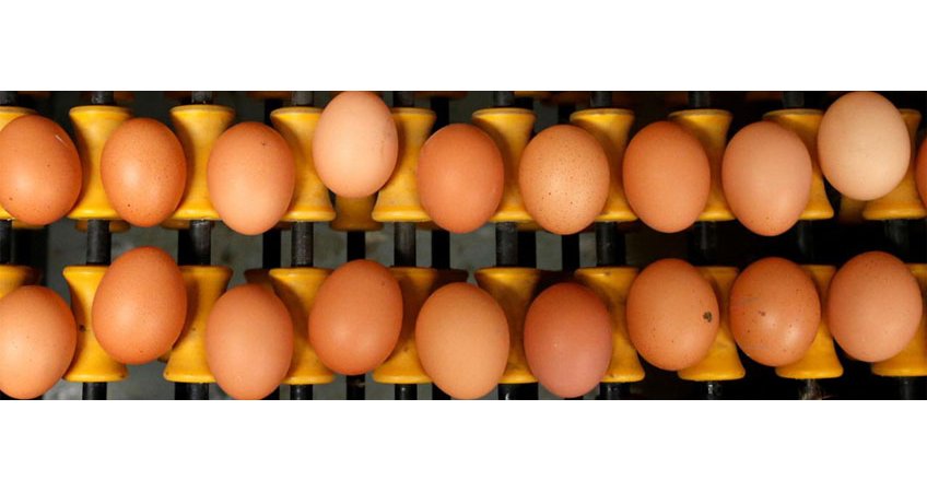 Genetically Modified Chickens Lay Cancer-Fighting Eggs Genetically Modified Chickens Lay Cancer-Fighting Eggs
