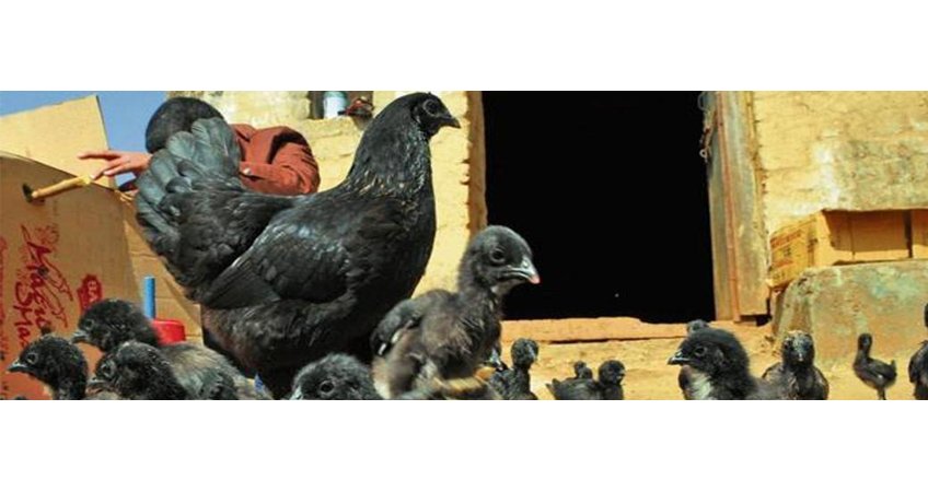 The Chicken and Egg Wars