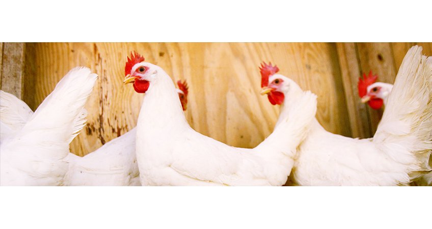 Beef Ban Pushes Chicken Consumption; Prices Likely to Go Up Beef Ban Pushes Chicken Consumption; Prices Likely to Go Up