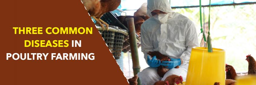 Three common diseases in poultry farming
