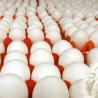 Odisha aims for one crore egg production daily