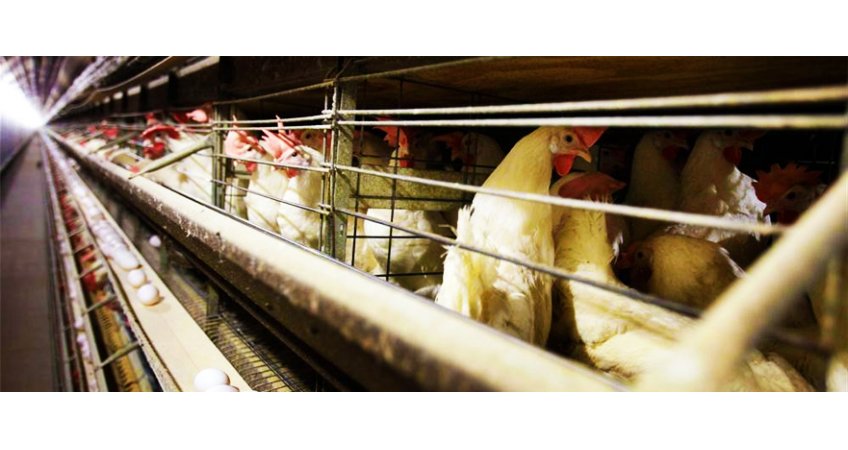 Prevailing temperature to affect poultry Prevailing temperature to affect poultry