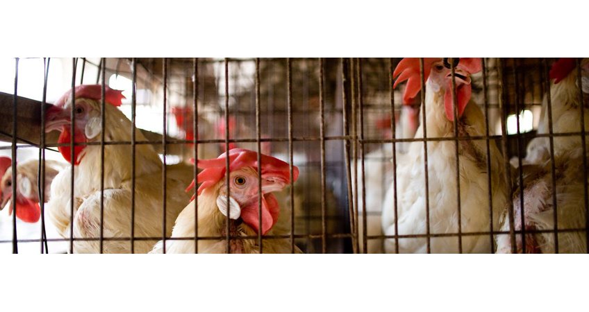 When Small Egg Farmers in India Win Big, Hens Benefit Too!