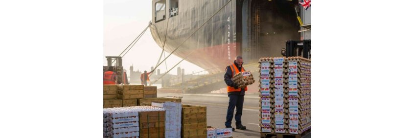 Shell Shocked: Surge in lower-standard egg imports in UK