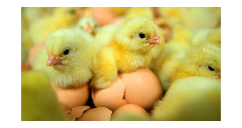 Canthaxanthin:profitability and better egg quality Canthaxanthin:profitability and better egg quality