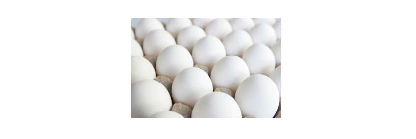 Eggs Shelf Life Increased Eggs Shelf Life Increased