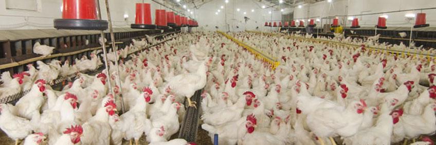 What it takes to keep your poultry farm disease-free
