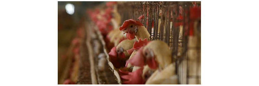 Poultry sector to see 4–6% revenue growth this fiscal despite margin pressure