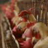 Poultry sector to see 4–6% revenue growth this fiscal despite margin pressure
