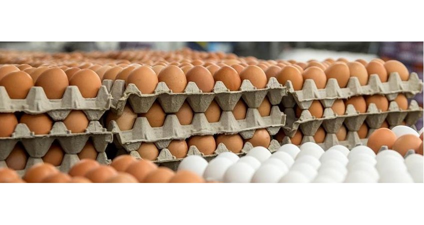 India needs three times more eggs to meet required standards India needs three times more eggs to meet required standards