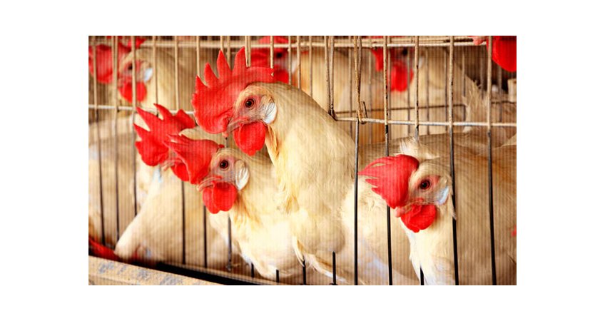 India Poultry Feed Market Forecast - 2020 India Poultry Feed Market Forecast - 2020