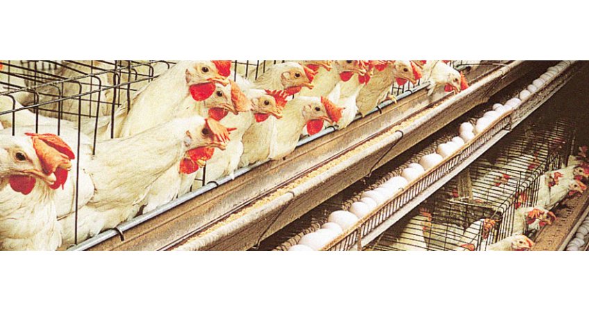 J&K Promotion of Livestock and Poultry