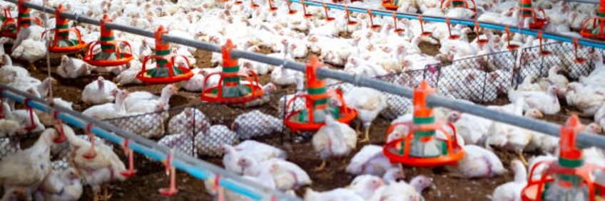Optimizing Vitamin D3 Supplementation to Prevent Tibial Dyschondroplasia (TD) in Poultry-Comparative landscape of Calcitriol as compared to other vitamin D3 derivatives Optimizing Vitamin D3 Supplementation to Prevent Tibial Dyschondroplasia (TD) in Poultry-Comparative landscape of Calcitriol as compared to other vitamin D3 derivatives