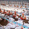 Optimizing Vitamin D3 Supplementation to Prevent Tibial Dyschondroplasia (TD) in Poultry-Comparative landscape of Calcitriol as compared to other vitamin D3 derivatives
