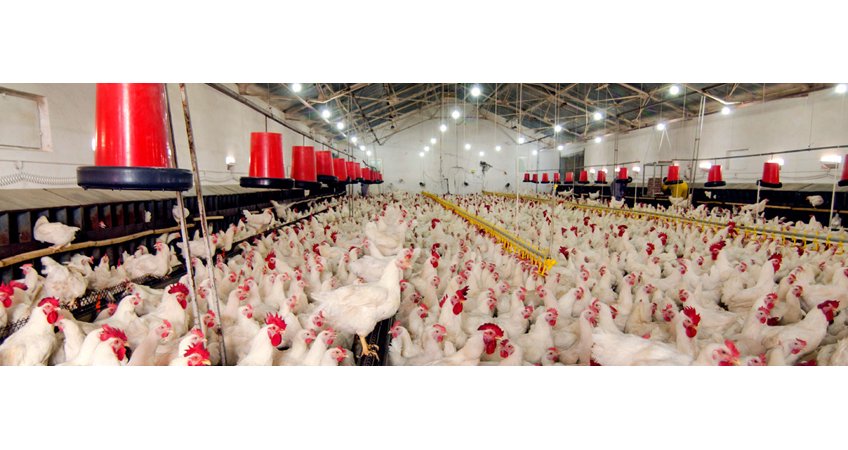 India leading in poultry development India leading in poultry development