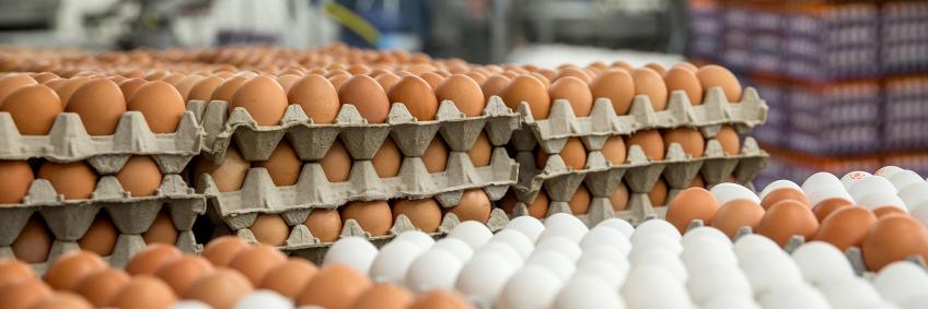 How to Increase Egg Production of Your Poultry?