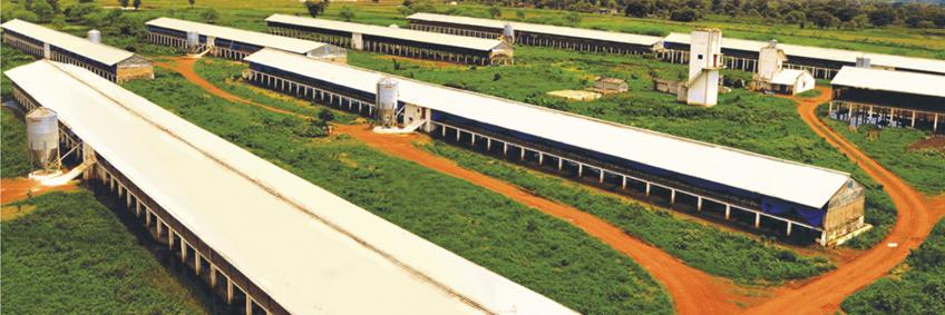 Steps to boost poultry business