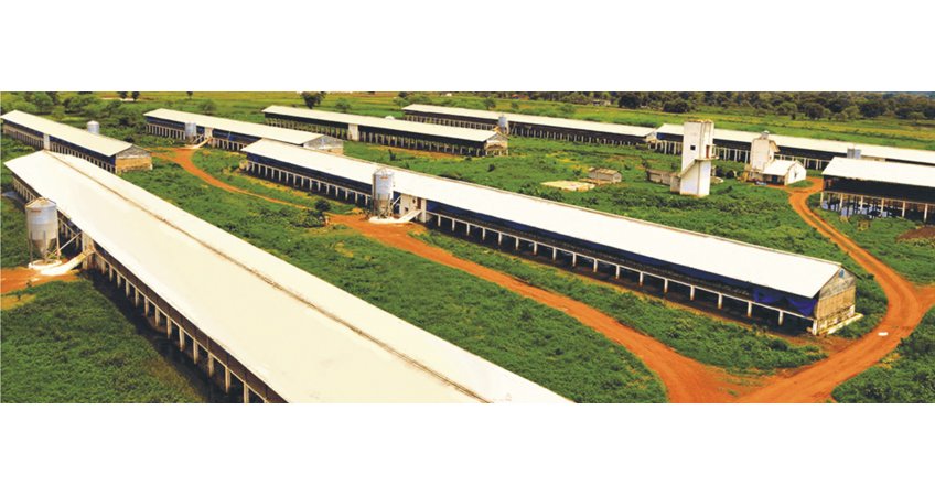 Steps to boost poultry business