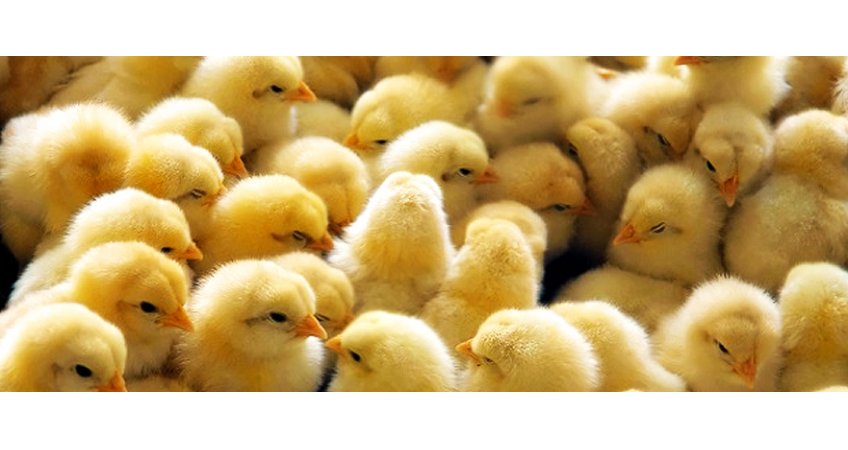 Mr. Harish Garware comments, Poultry Farmers will benefit and recover losses this season Mr. Harish Garware comments, Poultry Farmers will benefit and recover losses this season
