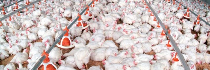 IC vaccine likely to save India’s poultry from IBD
