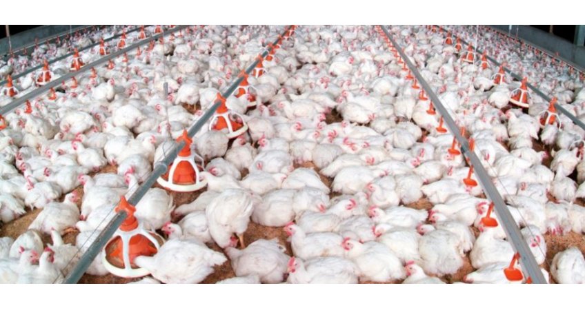 IC vaccine likely to save India’s poultry from IBD