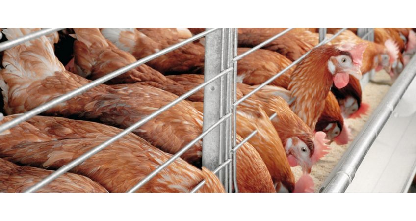 Import Feed Lean Period