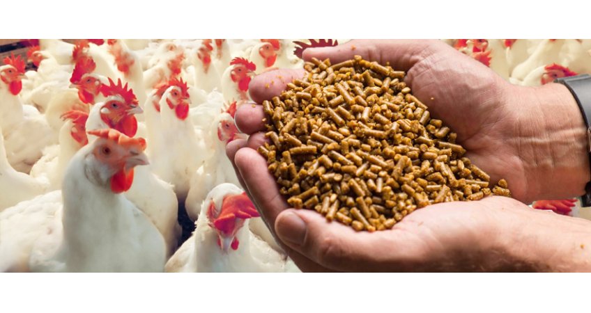 Avoid Feeding Poultry During Day Time