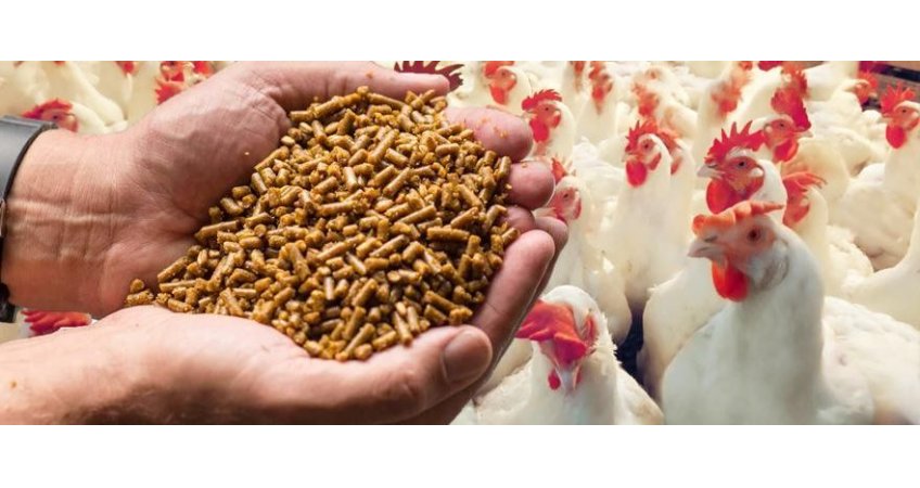 Drop in temperature to induce excess feed intake in poultry