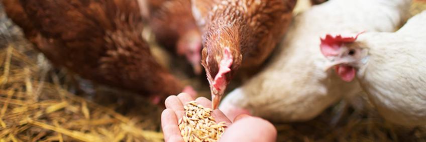 Poultry farmers asked to control feed wastage