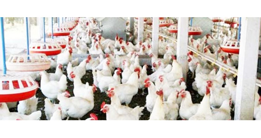 Take extra care of poultry in summer, says expert