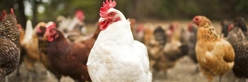 Easy mistakes to avoid when managing respiratory disease in poultry