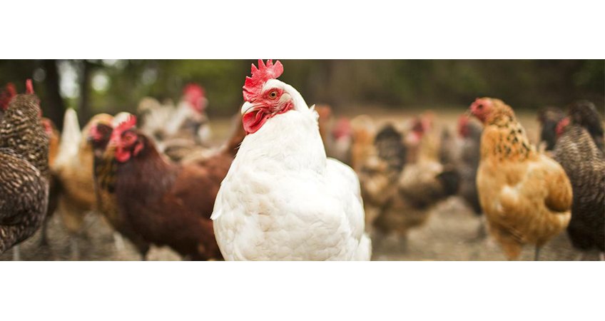 Easy mistakes to avoid when managing respiratory disease in poultry Easy mistakes to avoid when managing respiratory disease in poultry