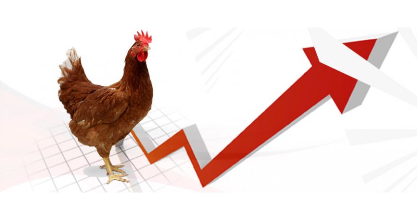 Broiler chicken prices jump close to 40% due to New Year demand Broiler chicken prices jump close to 40% due to New Year demand