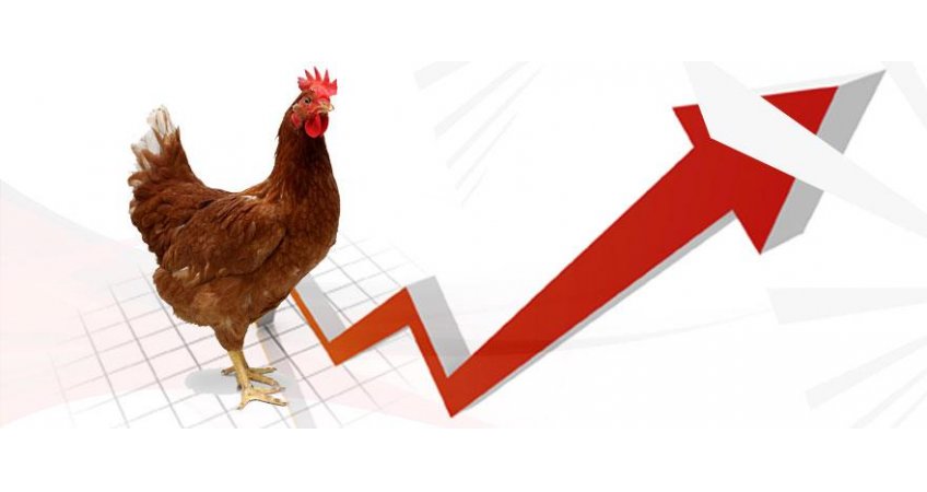 Poultry business becomes viable on rebound in prices Poultry business becomes viable on rebound in prices
