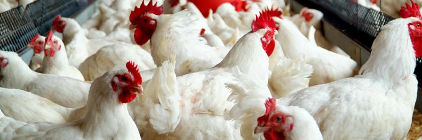 Hong Kong opens poultry market for India