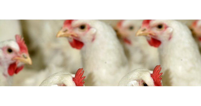 Webinar Intact Beaks
